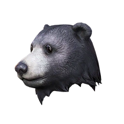 Wild Bear Head