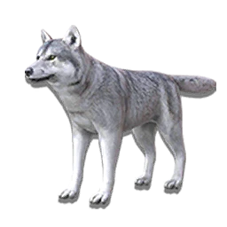 Arctic Wolf