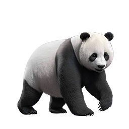 Panda Buddy
