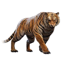 Tiger Buddy