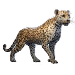 Leopard Buddy