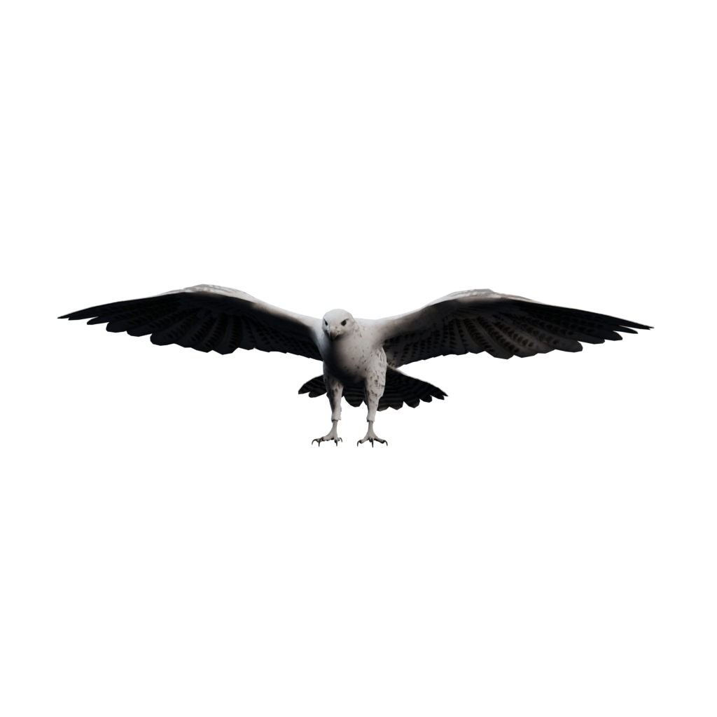 Falcon